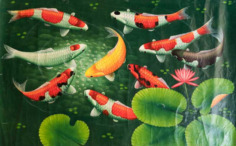 Koi Fish Garden