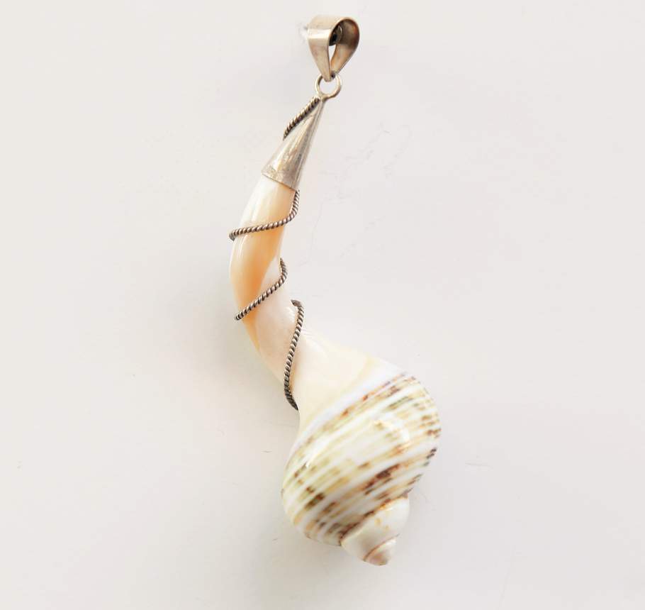 Sea Shell Spiral